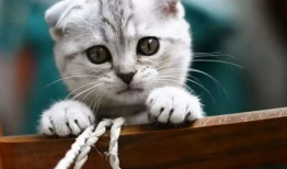 吃瓜爆料谭竹胖猫,揭秘娱乐圈的“吃瓜”风云